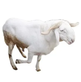 Ram - Killed & Cleaned (Large)